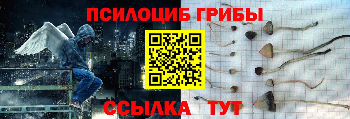 Псилоцибиновые грибы Cubensis Кыштым